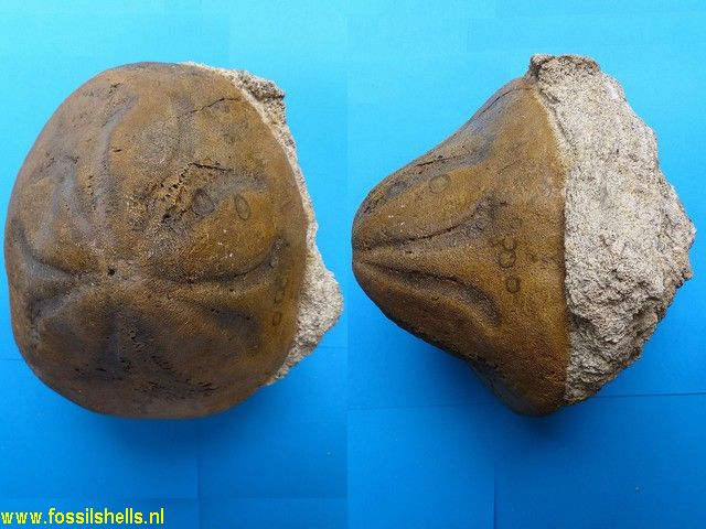 Clypeaster portentosus