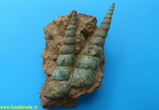 Turritella terebralis