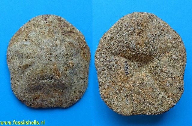 Clypeaster pliocenicus