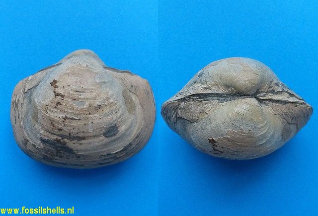 Mactromya cardioides