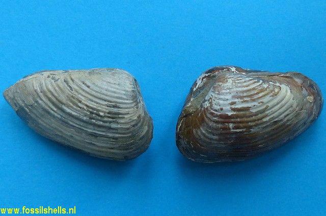 Pleuromya costata