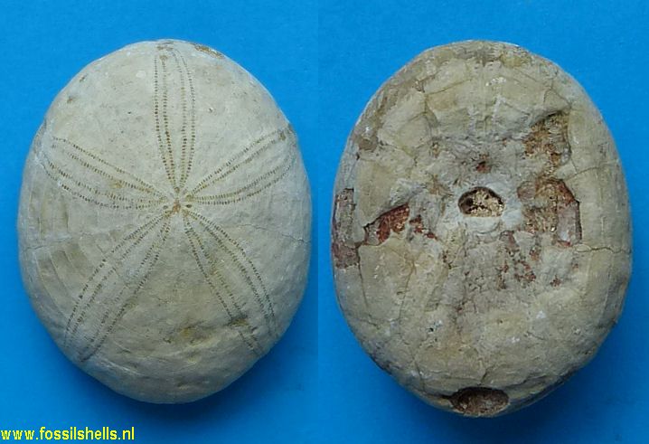 Echinolampas burdigalensis?