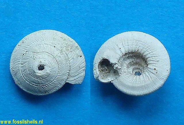 Architectonica marginalis
