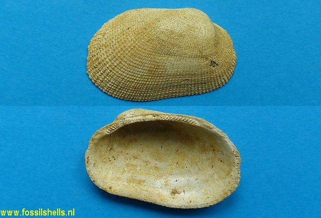 Barbatia sculptata