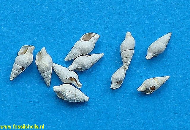 Mitrella columbelloides