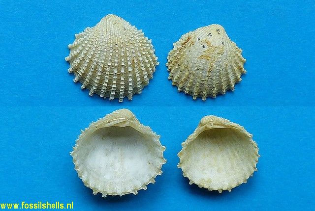 Cyclocardia sylcata serrulata