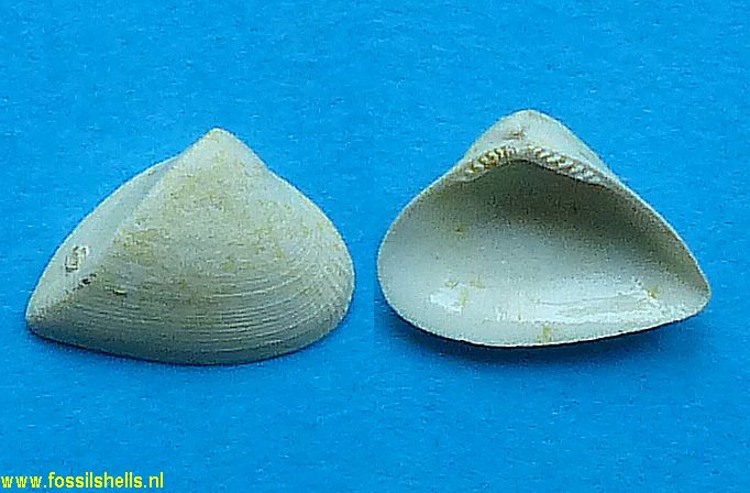 Trinacria deltoidea