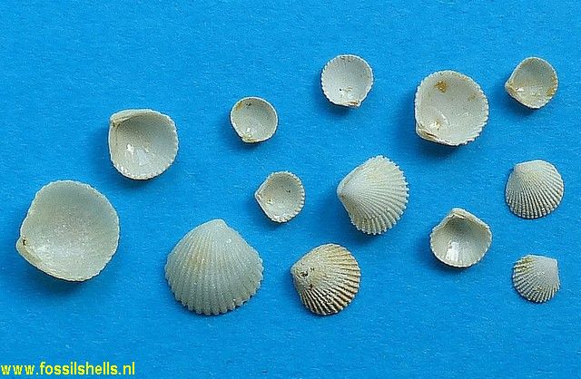 Pleuromeris bezanconi