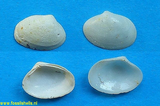 Polymesoda laevis