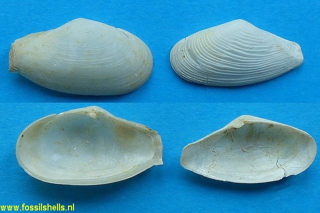 Tenuicorbula anatina