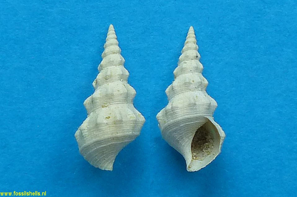Tenuicerithium crassicostatum