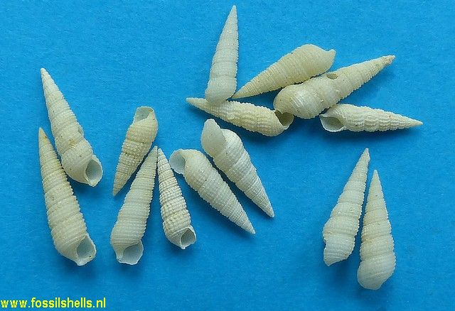 Bittium semigranosum
