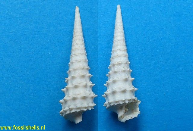 Serratocerithium denticulatum