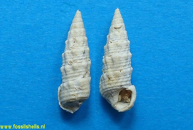 Terebralia blainvillei