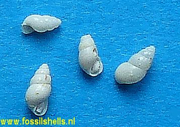 Hydrobia sextona