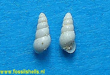 Hydrobia nitens