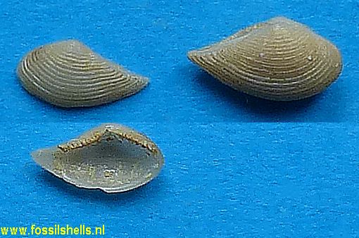 Nuculana galeottiana