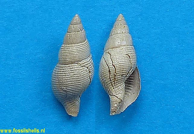 Mitrella plateaui