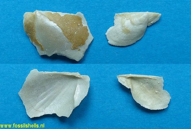 Aviculoperna cosmeta