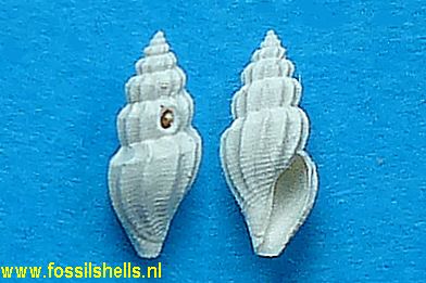 Mangelia coplicata