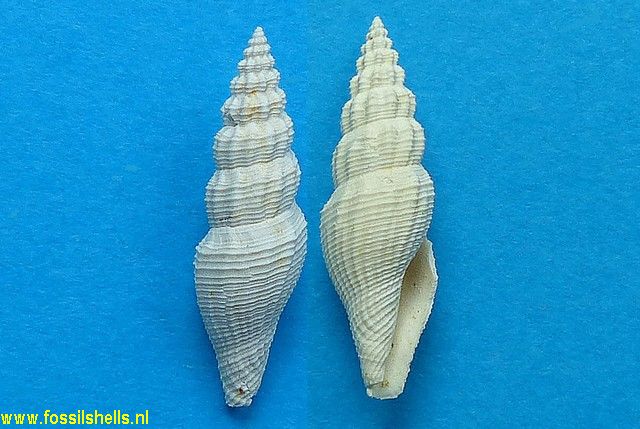 Raphitoma gougeroti