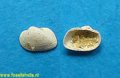 Striarca cossmanni