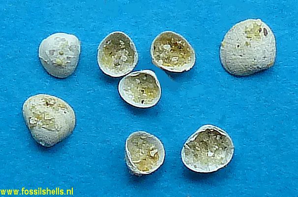Pisidium mausseneti