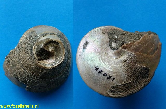 Calliostoma hawera