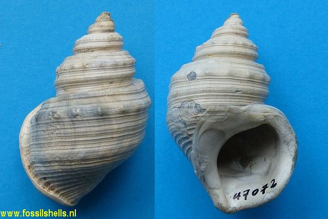 Pelicaria vermis vermis