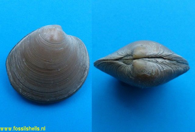 Dosinia cottoni