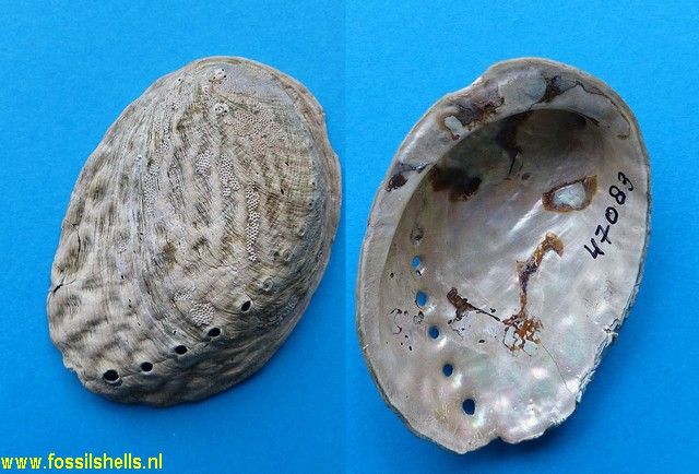 Haliotis australis