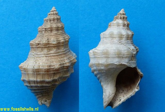 Austrofusus pagoda