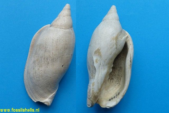 Alcithoe arabica