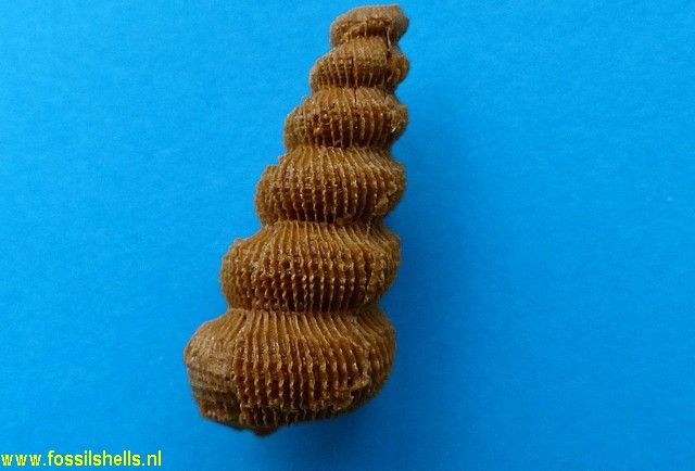 Cirsotrema marshalli