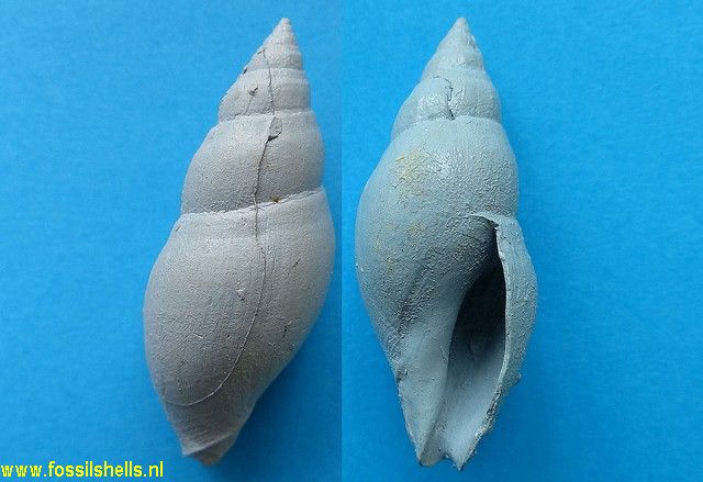 Scrinium novum species