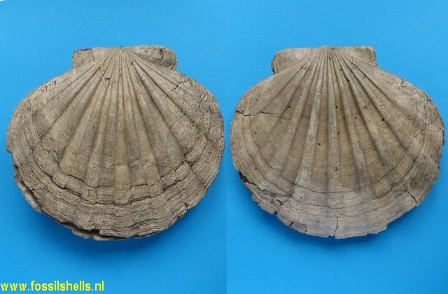 Chesapecten jeffersonius