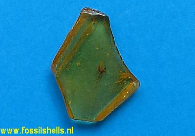 Unidentified Diptera