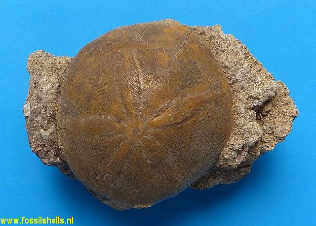 Echinolampas species