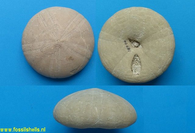 Amblipygus americanus