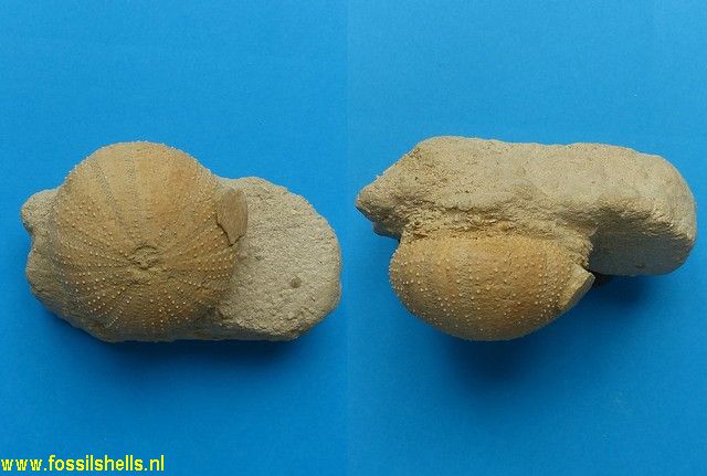 Schizechinus species