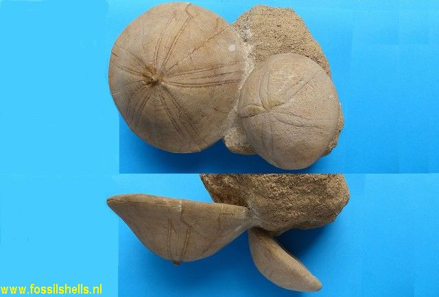 Echinolampas hemisphaerica