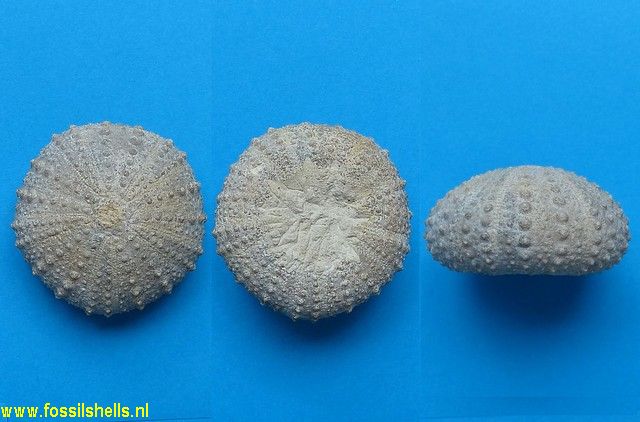 Pseudodiadema pseudodiadema