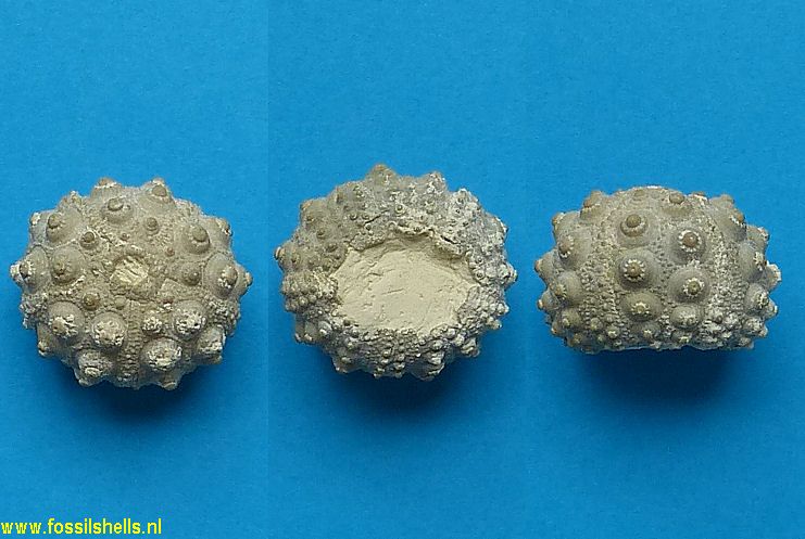 Hemicidaris luciensis