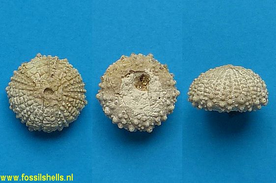 Glypticus hieroglyphicus