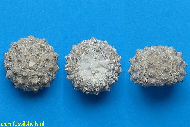 Hemicidaris intermedia