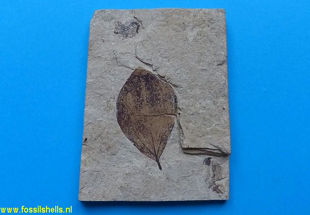 Cinnamomum larteti