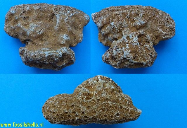 Elasmocoelia species