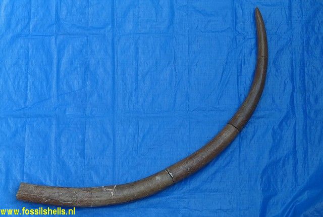 Stegodon trigonocephalus florensis