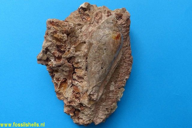 Conus puschi