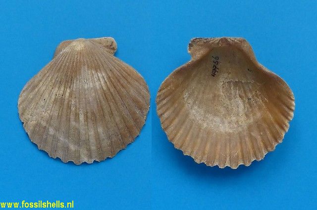 Pecten estrellanus